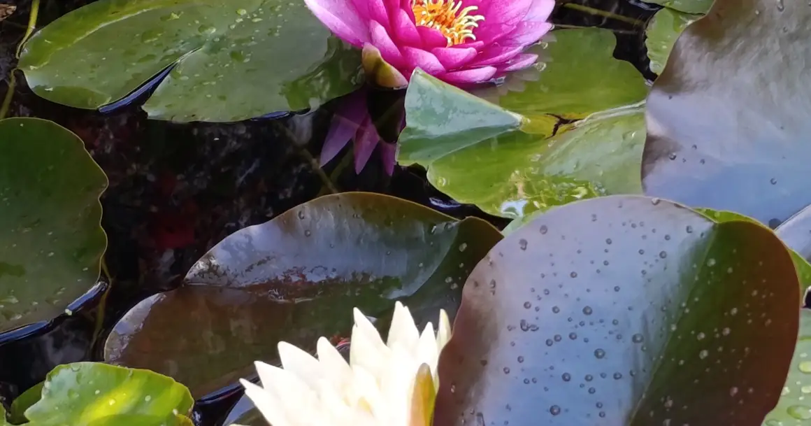 Um lótus cor-de-rosa no tanque da Casa Lotus Azul