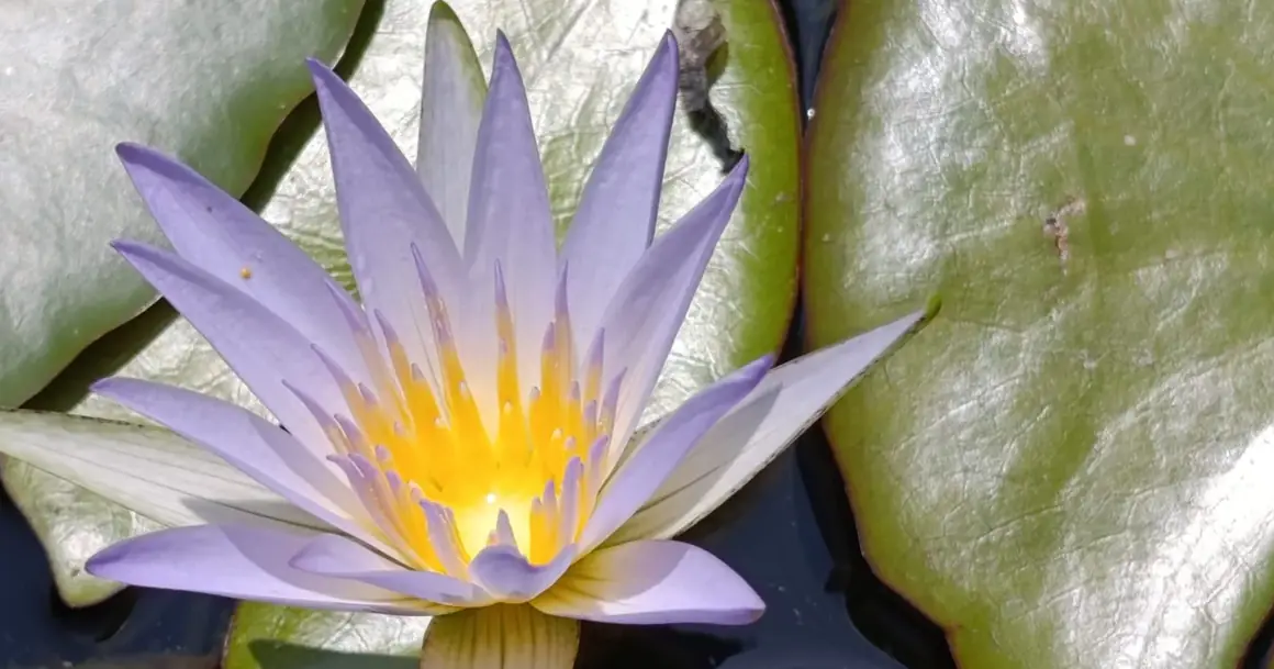 A blue lotus in bloom at Casa Lotus Azul