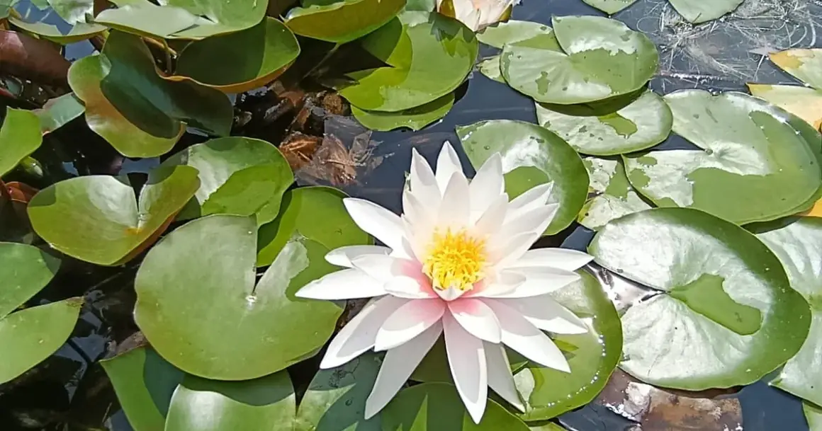 Un nénuphar en fleur dans le bassin de Casa Lotus Azul